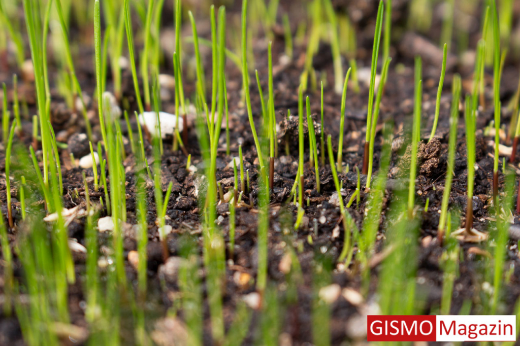 Rasen anlegen Anleitung & Tipps für den neuen Rasen Heim & Garten