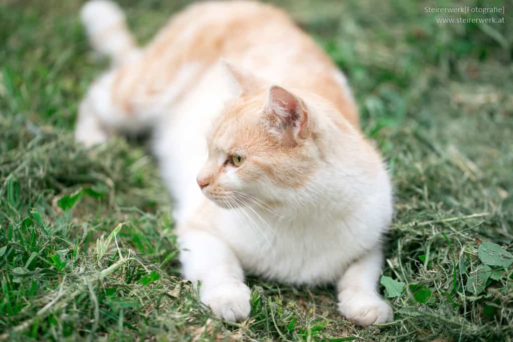 Katze im Garten